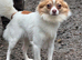 Long haired chihuahua male