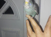 Black face hand reared tame budgie