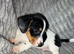Black and white jack russle puppy's