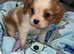 Cavalier puppy