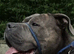 Beautiful boy for rehoming
