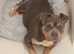 Chocolate tri pocket bully