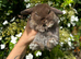 Tiny Baby Bunny’s