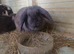 Giant french lops