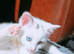 Female kitten
