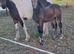 For sale at weening in December