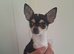 Chihuahua Girl puppy