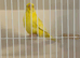 Exhibition lutino budgies