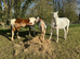 Beautiful Grey 16.2 warmblood mare
