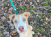 Beautiful gold and white puppy