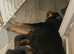 Rottweiler/ malinois pups