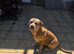 Loving forever home needed for 4 yr old female neopolitan/cane corsa mastiff