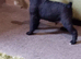 Patterdale x jack Russell pups