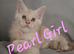 Gorgeous pedigree kittens