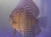Blue Turk discus 3 for £90