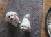 Bichon friz