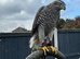 Goshawk 2024 female