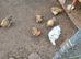 Silkie and chicks