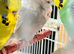 Budgies black faced helicopter