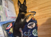 German shepherd