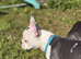 Boston Heavy Puppies for Sale &ndash; Healthy, Friendly, & Adorable!