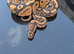 Royal python hatchlings