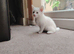 3 beautiful kittens for sale. 2 males 1 female left.