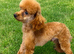 Beautiful boy needs new home KC REG