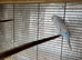 Budgies for sale
