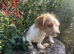 Jack Russel puppy