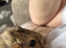 Two female guinea pigs for rehome