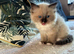 Beautiful Ragdoll Kittens Ready Soon