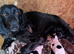 Rainbow litter