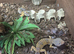 2 leopard gecko with or without full set up