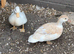 Breeding pair of call ducks