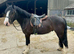 Stunning 13.2/3 Black cob gelding 4 yrs old
