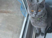 British cats