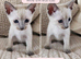 Beautiful Siamese Cross Kittens – Lilac Point Dad