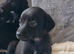 5 Beautiful Bedlington Whippet Puppies for Sale
