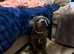 Cane corso female 11 weeks old