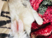 Beautiful Bunny for sale, male