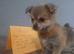 Pomeranian/yorkshire terrier