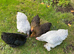 Pekin bantams