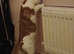 Male cat
