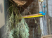 Mutation house sparrows greensingers cock Raza canary&rsquo;s