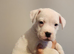 Chunky American Bulldog x English Bulldog x Staffy Puppies