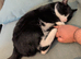 friendly cat to good home