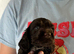 Beautiful show cocker spaniels