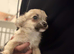 Pure chihuahua puppy