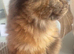 kitten